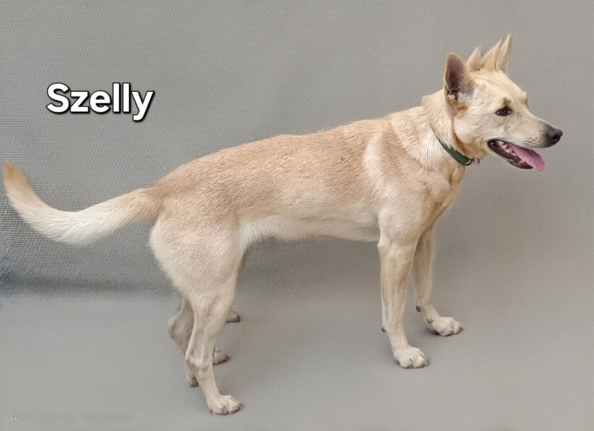 Szelly