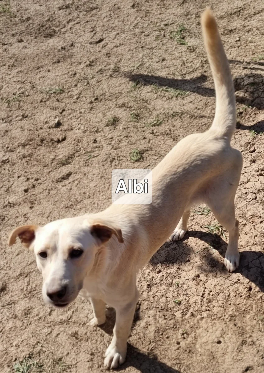 Albi