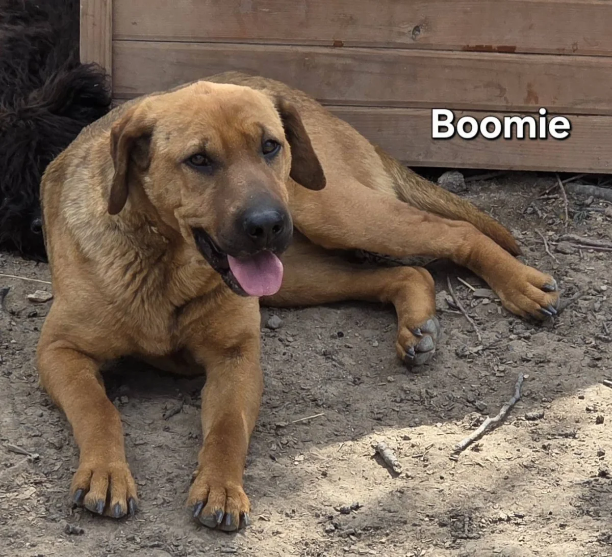 Boomie