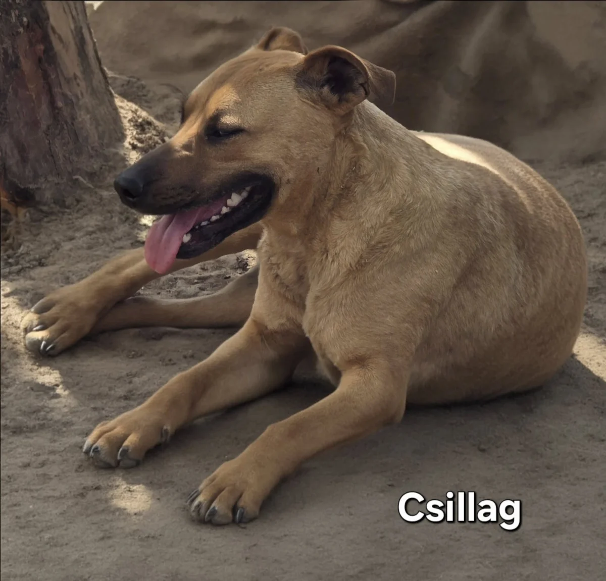 Csillag