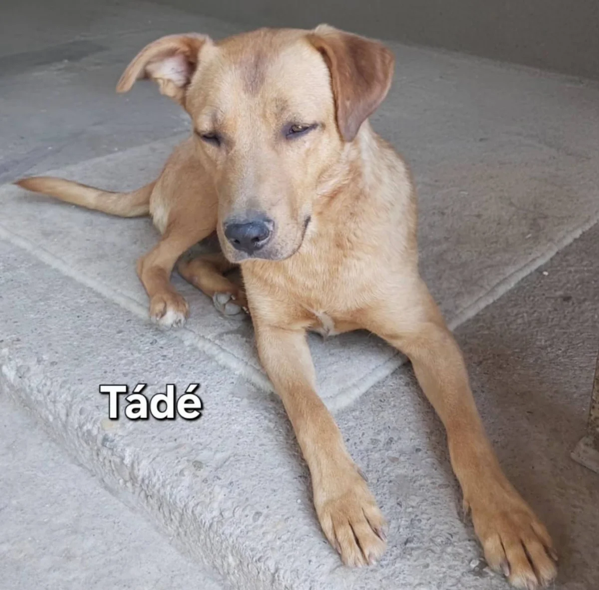 Tádé