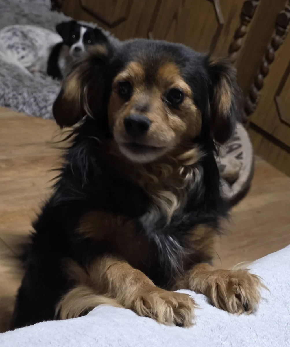 Kedves Mindenki, megvagyunk. 🤍🐾