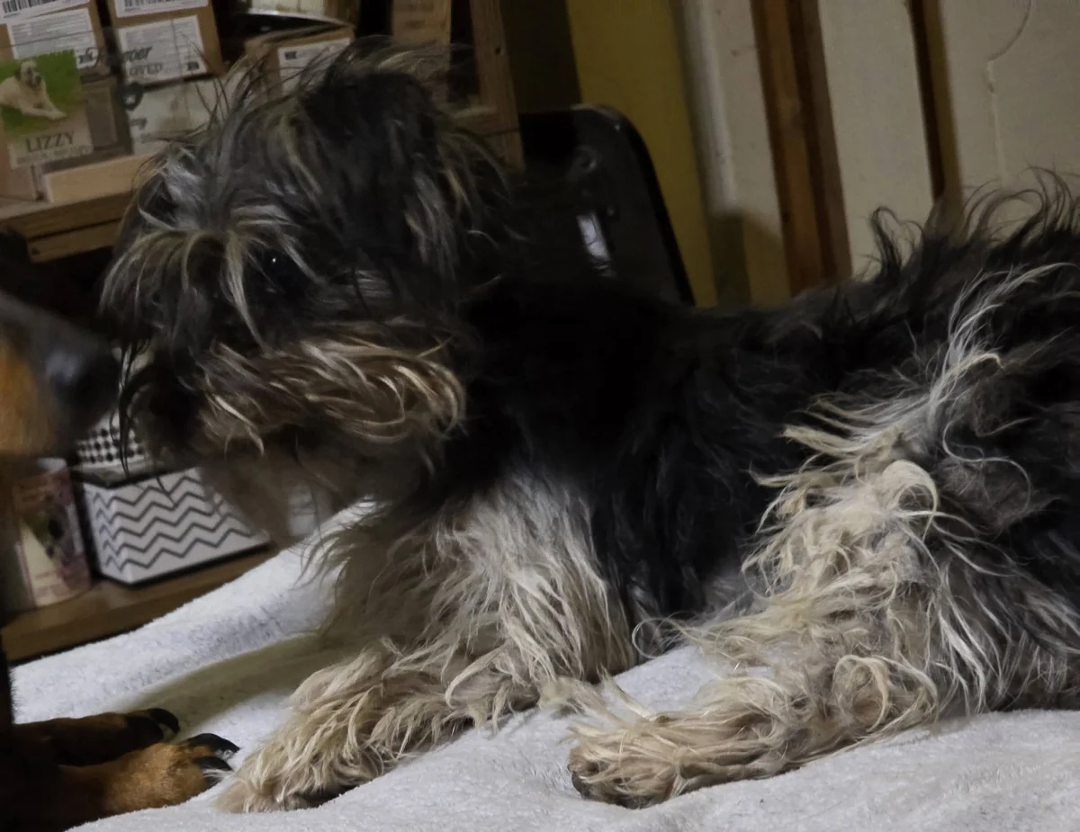 Holnap letelik Alex, a mentett yorkshire terrier 14 napos kötelező karanténideje. ⏳